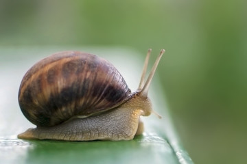 the snail is looking into the distance