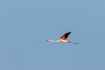 Fototapeta premium Flaminio in volo