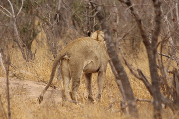 Lonely lioness in Park Kruger