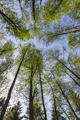 crowns of trees in the national reserve 