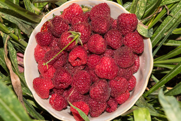 organic raspberries in a bowl . Raspberry fruit © elinkac