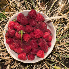 organic raspberries in a bowl . Raspberry fruit © elinkac