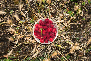organic raspberries in a bowl . Raspberry fruit © elinkac