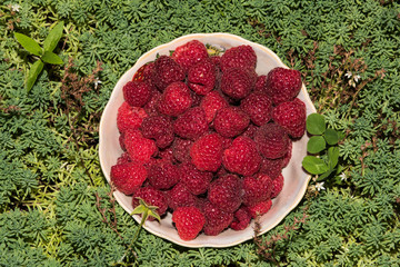 organic raspberries in a bowl . Raspberry fruit © elinkac