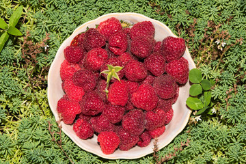 organic raspberries in a bowl . Raspberry fruit © elinkac