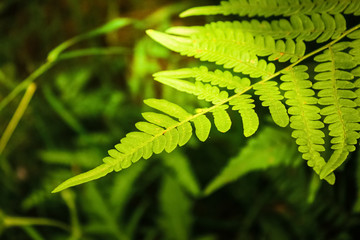 Fern in the rays of the evening sun in the forest. Wildlife and vegetation in the forest.