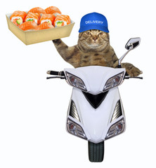 The cat in blue cap delivers a box of sushi on the scooter. White background.