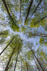 crowns of trees in the national reserve 