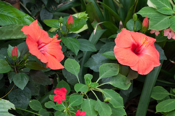 plantes et fleur hibiscus rouge sur fonds vert en été