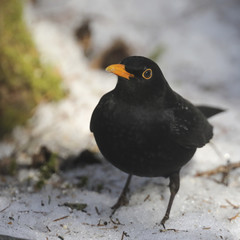 Blackbird