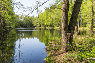 Fototapeta na wymiar Lake in the national reserve 