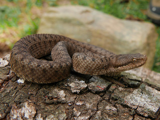  Close up of a young spanish adder / viper Aspis aspis
