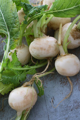 preparing fresh turnip