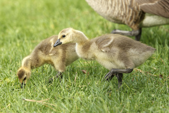 Two goslings in grass at park.