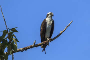 Osprey perched on tree branch.