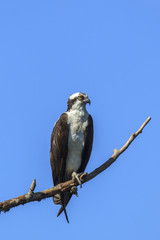 Alert osprey on branch.