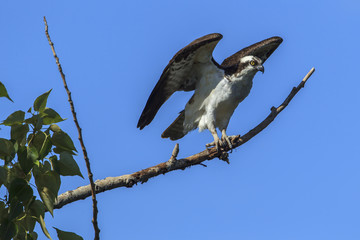 Osprey starts to fly off from branch.