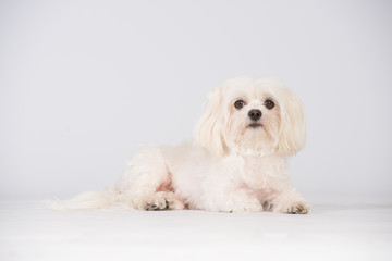 Fototapeta premium Hund Studio Süß Freisteller Weiß