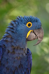 hyacinth macaw