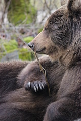 Fototapeta premium brown bear in estonian zoo, estonia