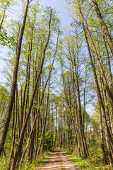 Fototapeta premium Forest in the national reserve 