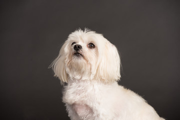 Hund Studio Süß Freisteller Weiß