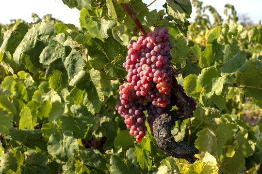 Red grapes on the vine August 2018
