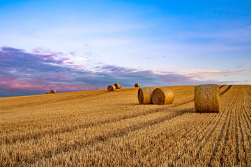 Fototapeta na wymiar wheat field at sunset with round bales