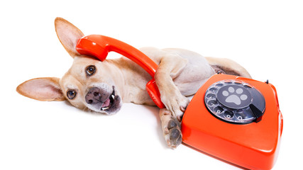 dog on the phone