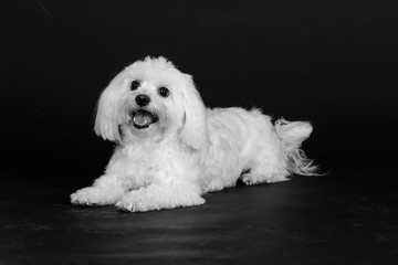 Hund Studio Süß Freisteller