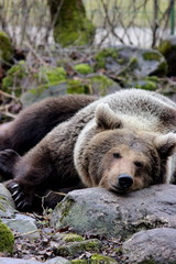 Obraz premium brown bear in estonian zoo, estonia