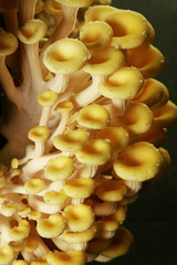 fresh uncooked mushrooms