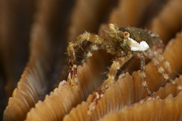 One of squat lobsters (Galathea sp.). Picture was taken in Lembeh strait, Indonesia
