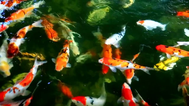 japanese koi fish in pond