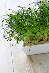 fresh micro herbs