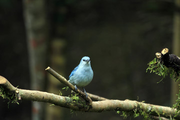 Sanhaçu azul