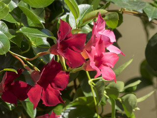 Mandevilla sanderi. Mandévilla ou dipladénia. Une plante grimpante aux fleurs en trompettes de couleurs variées. Originaire d'Amérique du sud.