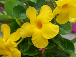 Mandevilla sanderi. Mandévilla ou dipladénia. Une plante grimpante aux fleurs en trompettes de couleurs variées. Originaire d'Amérique du sud.