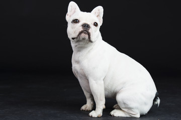 Französosche Bulldogge Studio weiß