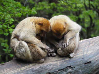 cute monkey family with babies in a tree