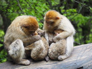 cute monkey family with babies in a tree