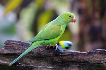 Papagaio