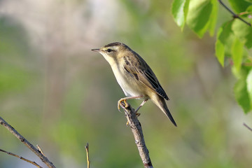 Acrocephalus schoenobaenus. Sage Warbler in August in Siberia