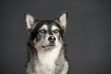 Husky Hund Studio Süß Freisteller