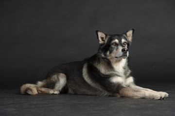 Husky Hund Studio Süß Freisteller