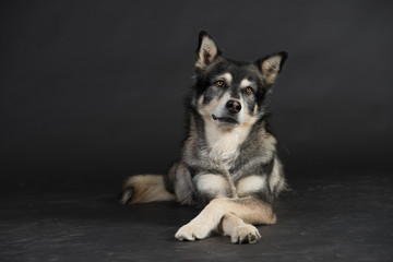 Husky Hund Studio Süß Freisteller