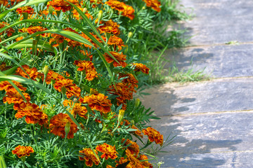 Garden flowers marigolds