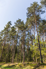 Fototapeta premium Forest in the national reserve 