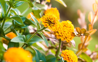beautiful yellow flowers with a beautiful blurry background, the concept of nature's beauty