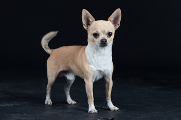 Hund Studio Süß Freisteller Chihuaua